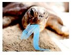 turtle WWES turtle WWES
