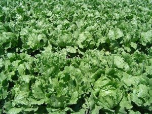 800px-Iceberg_lettuce_in_SB 800px-Iceberg_lettuce_in_SB