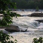450px-Belle_isle_richmond_virginia_herons